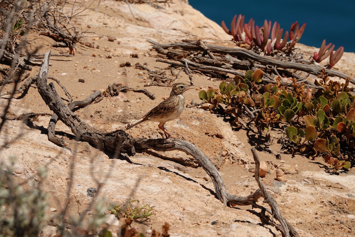 Australian Pipit - ML646681595