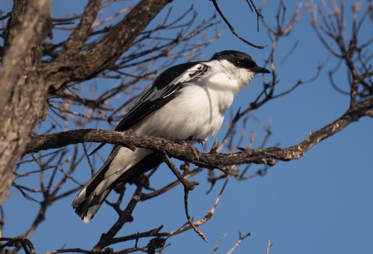 White-winged Triller - ML646681596