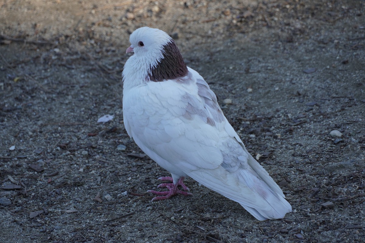 Paloma Bravía (variedad doméstica) - ML646681597