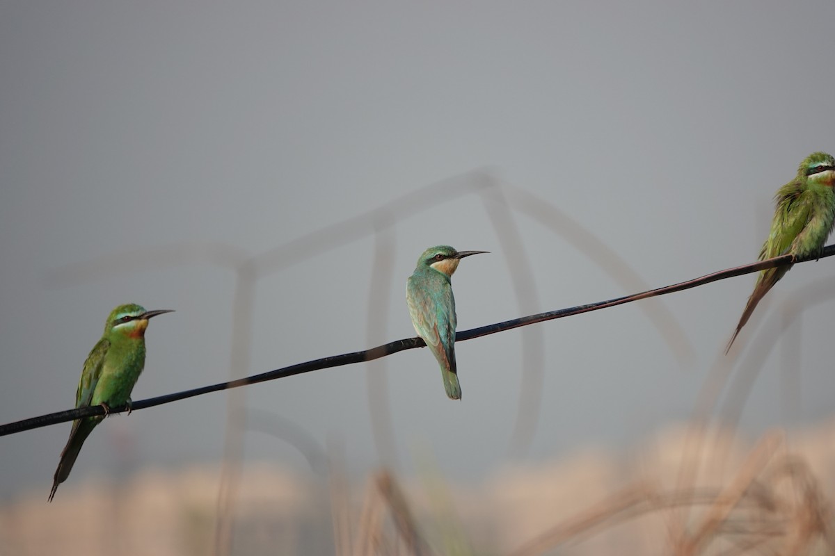 שרקרק ירוק - ML646681598