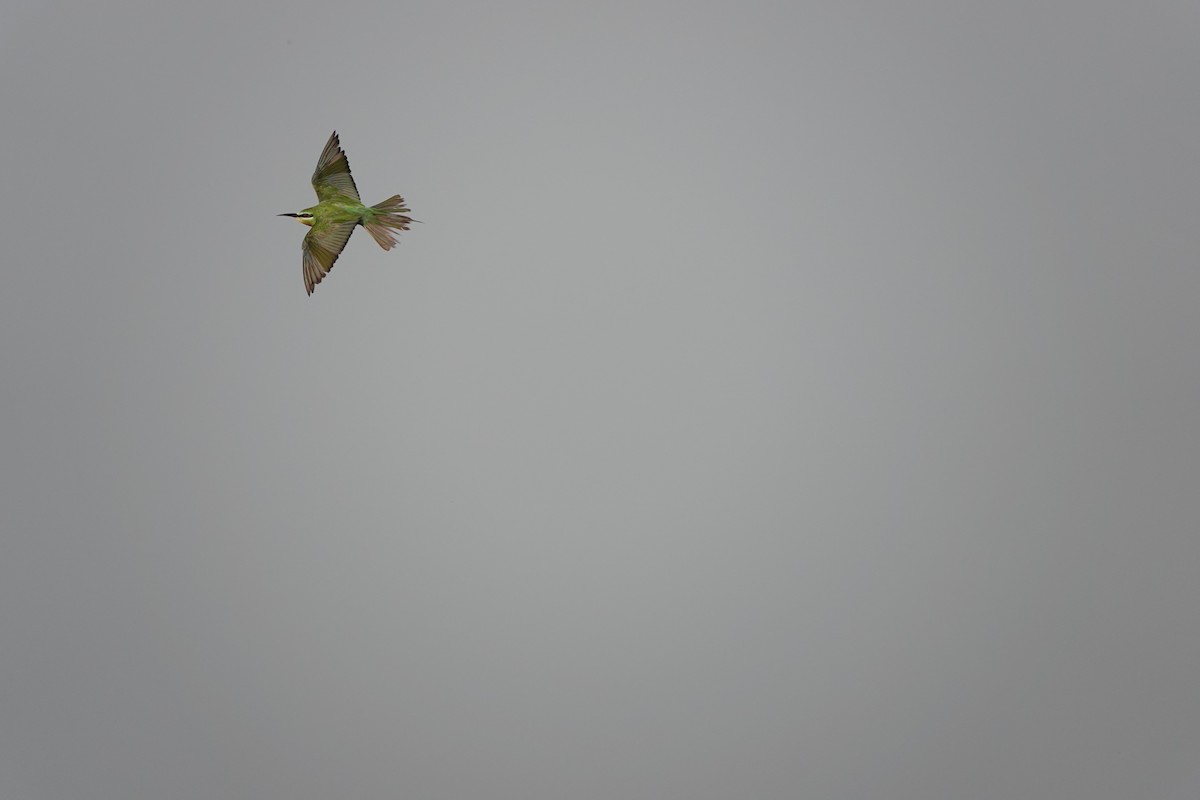 שרקרק ירוק - ML646681599