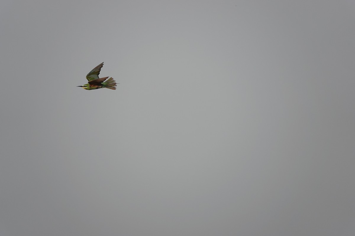 שרקרק ירוק - ML646681600