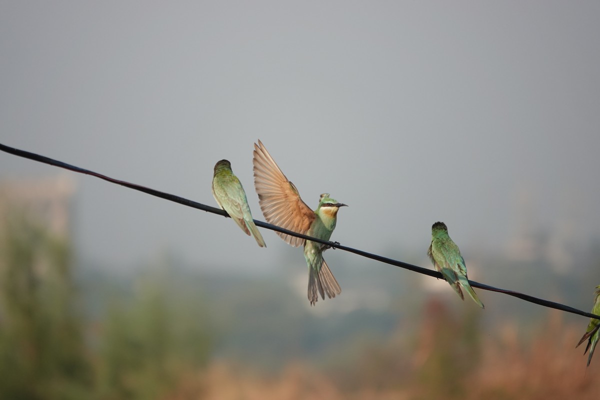 שרקרק ירוק - ML646681601