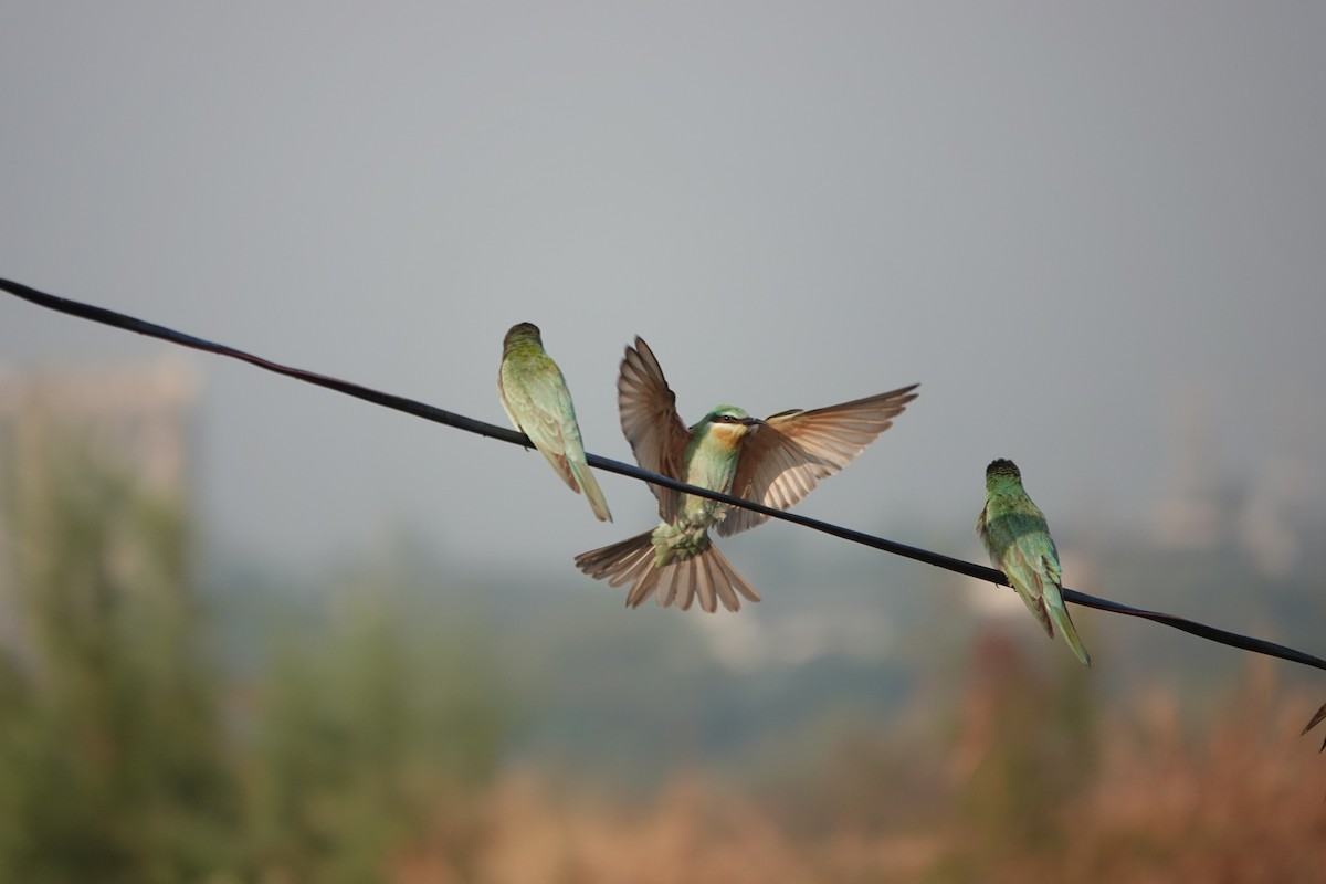 שרקרק ירוק - ML646681603