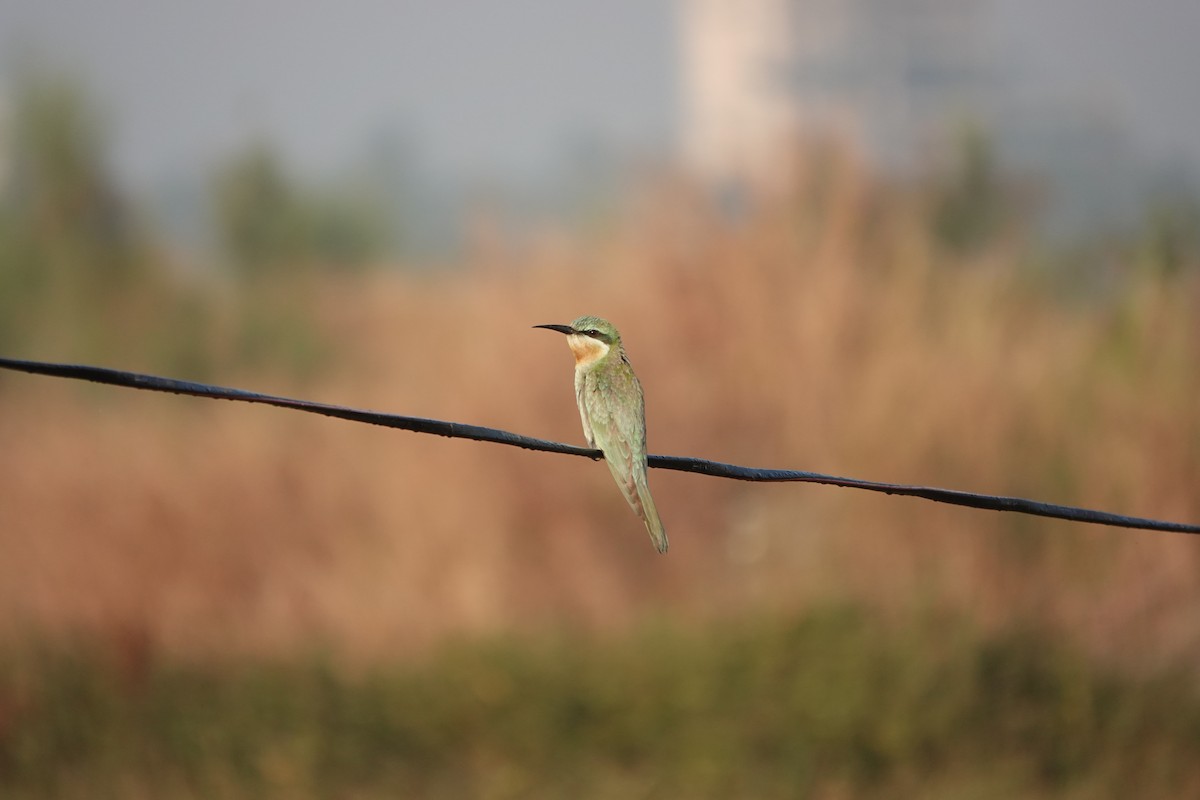 שרקרק ירוק - ML646681604