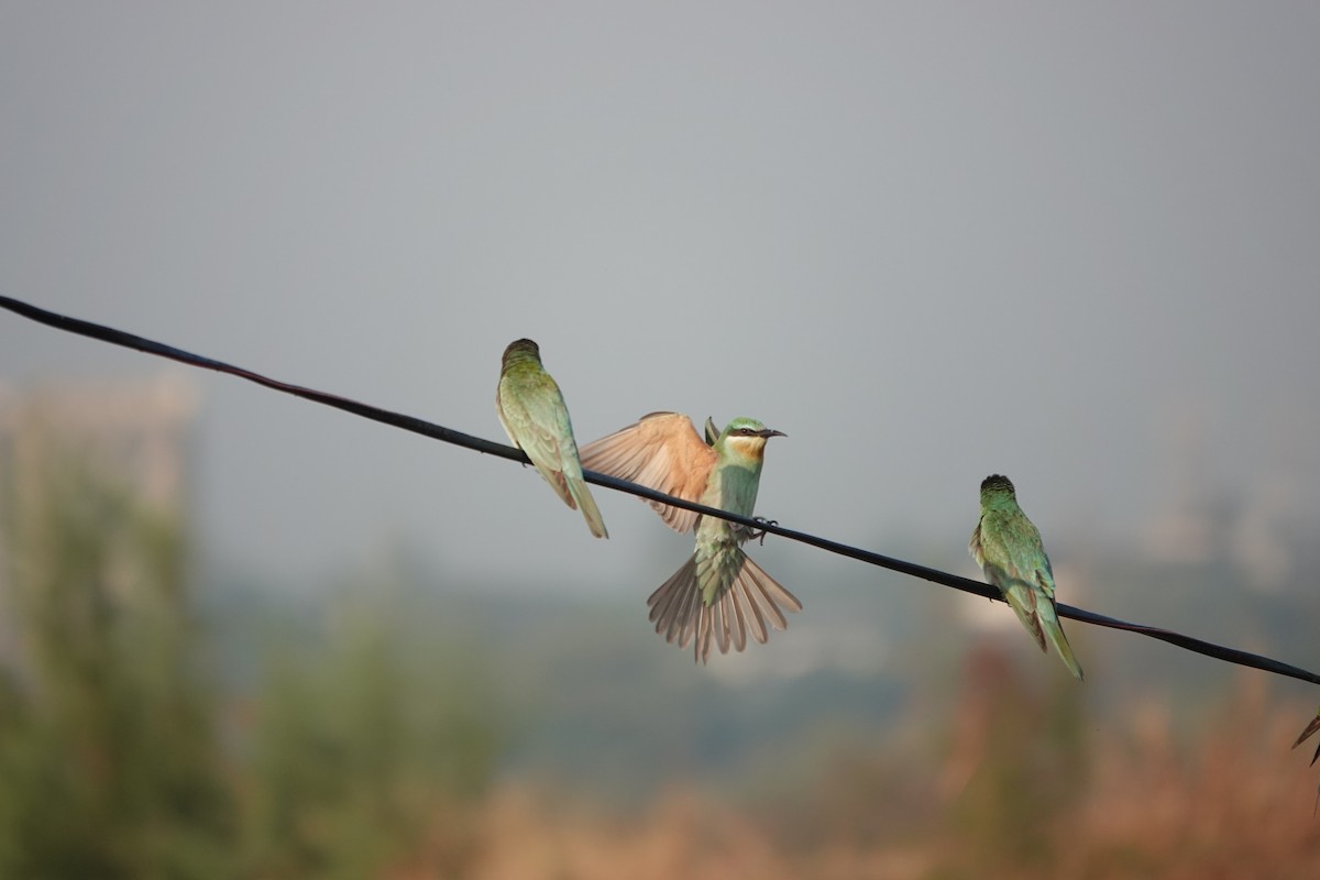 שרקרק ירוק - ML646681605