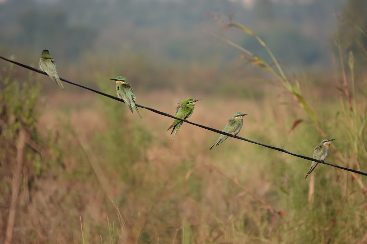 שרקרק ירוק - ML646681606