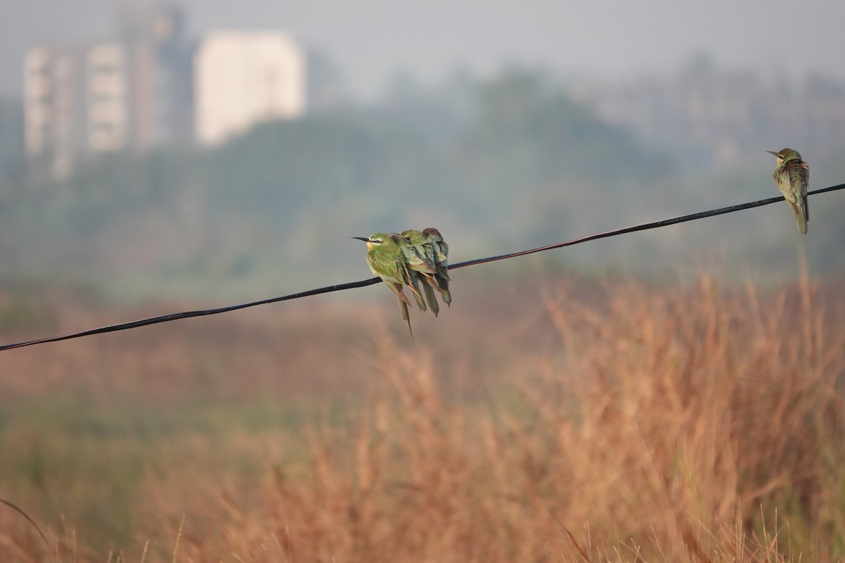 שרקרק ירוק - ML646681607