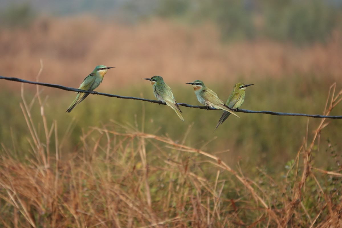 שרקרק ירוק - ML646681608