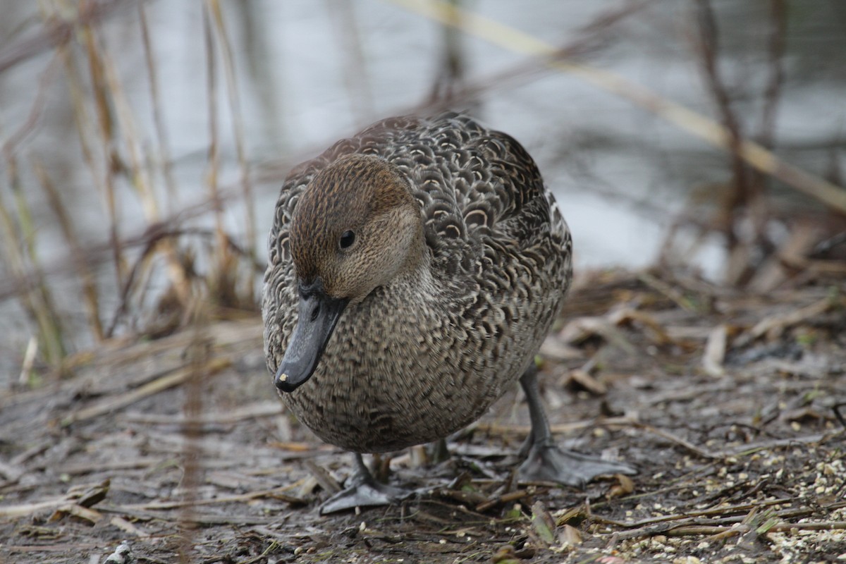 Northern Pintail - ML646681609