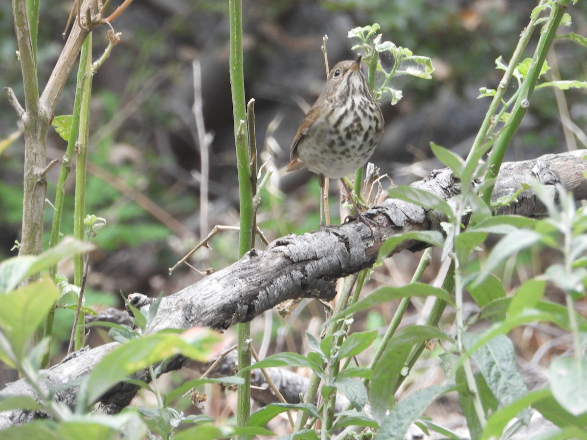 Grive solitaire - ML646681610