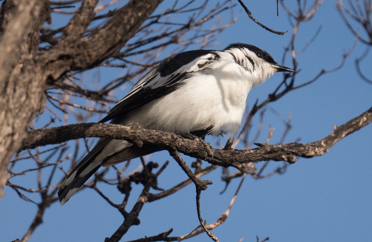 White-winged Triller - ML646681611