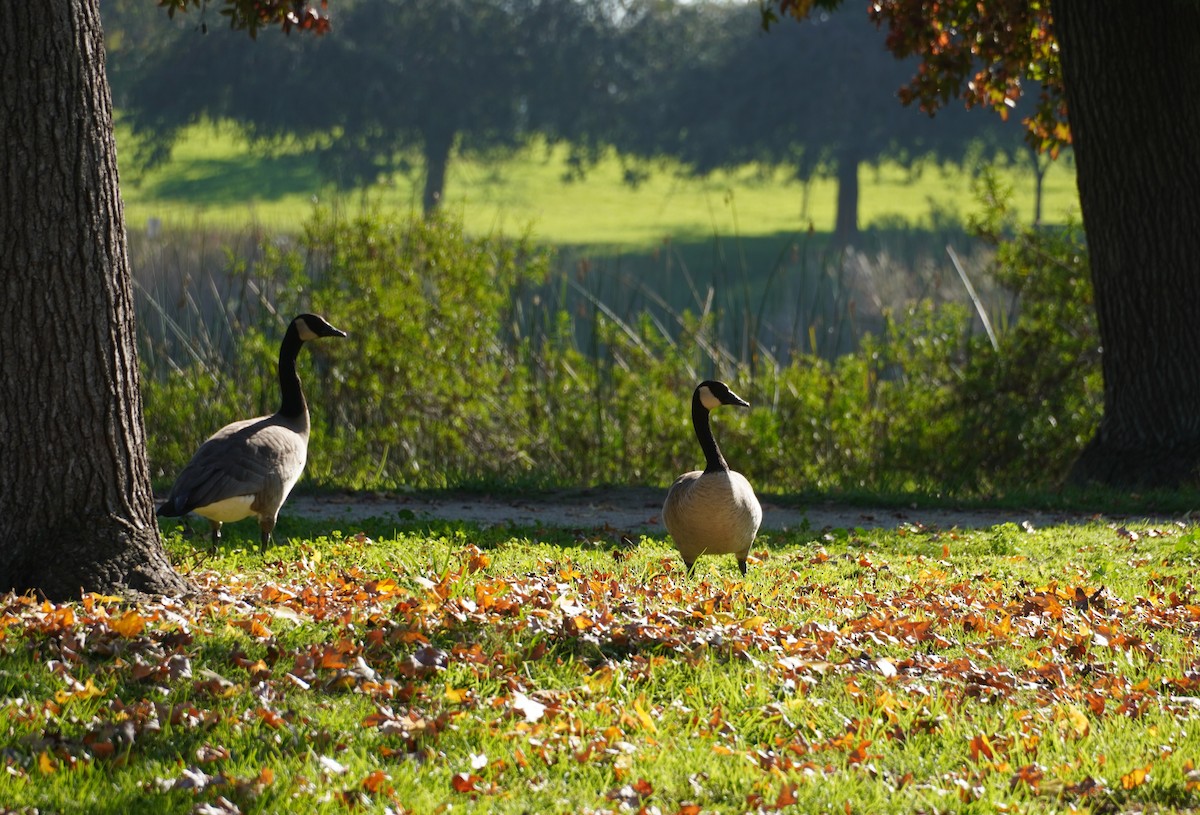 Barnacla Canadiense Grande - ML646681613