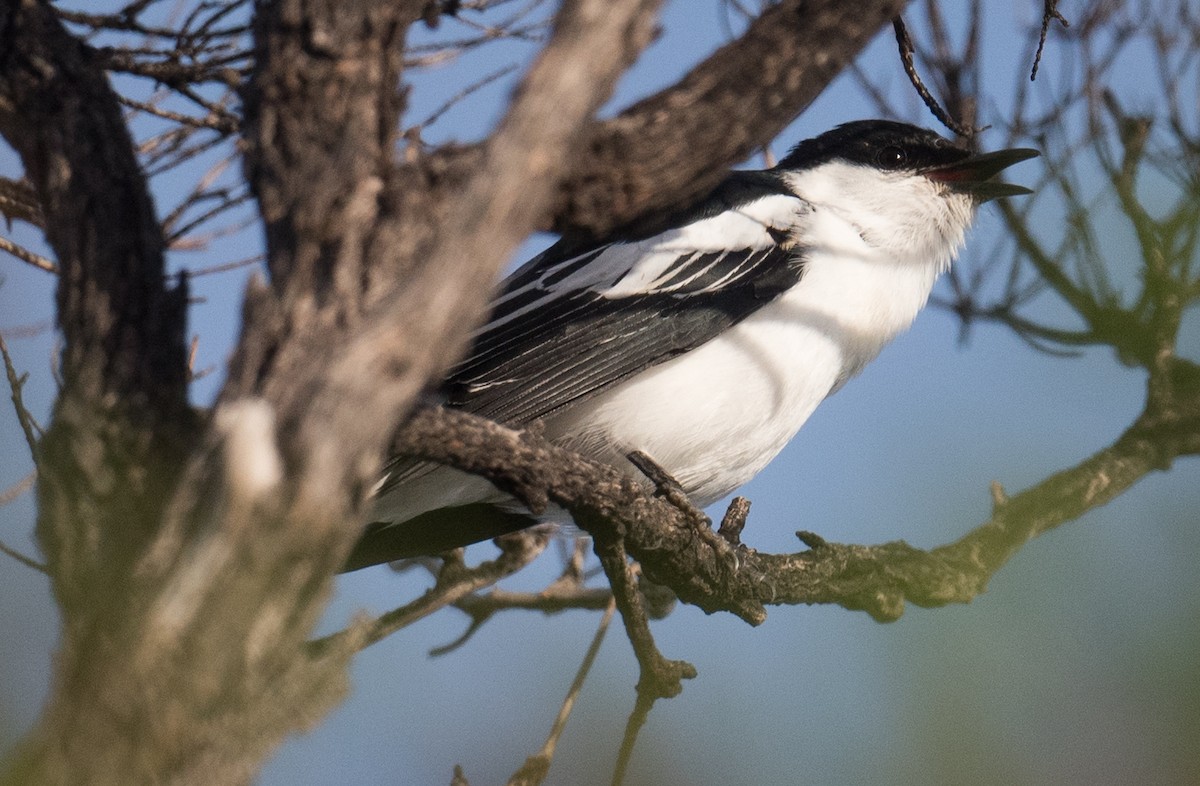 White-winged Triller - ML646681614