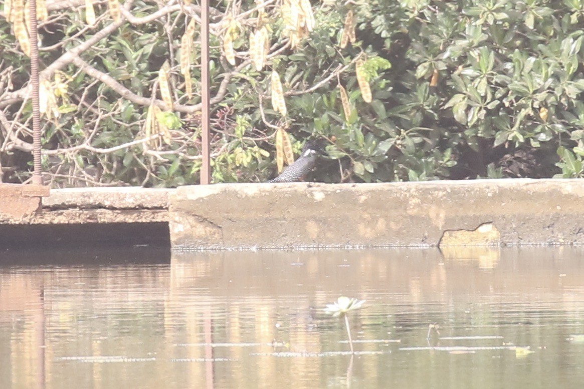 Büyük Afrika Yalıçapkını - ML646681615