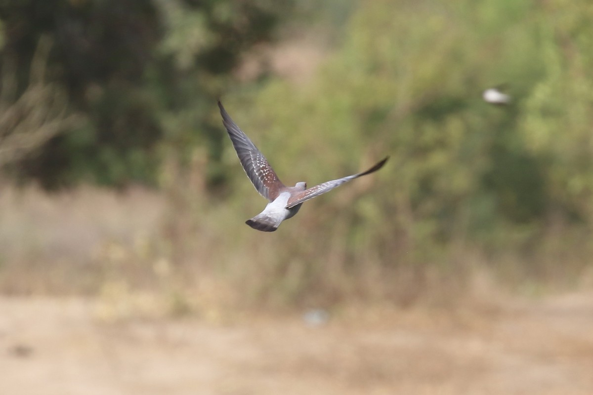 Paloma de Guinea - ML646681624