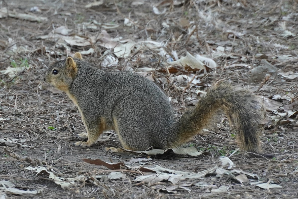 Ardilla zorra - ML646681625