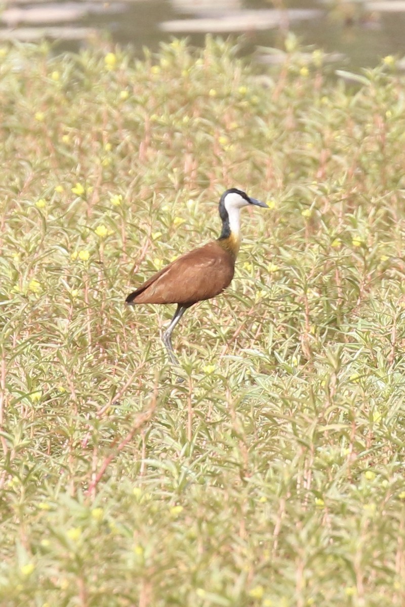 Afrika Jakanası - ML646681626