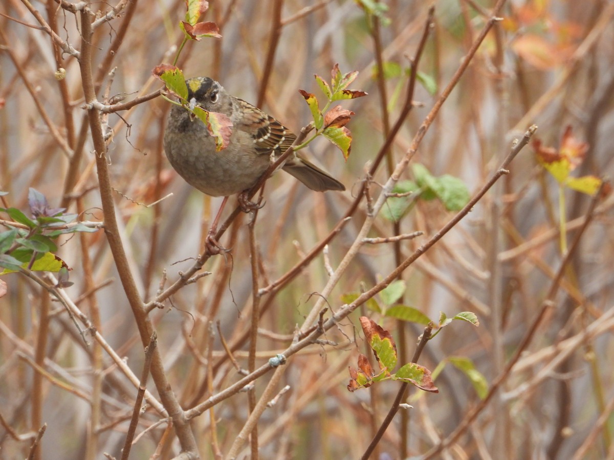 Bruant à couronne dorée - ML646681627