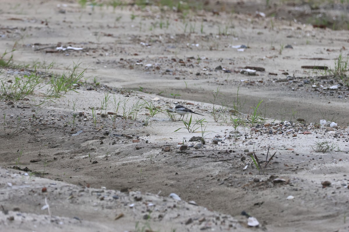 Белая трясогузка - ML646681628