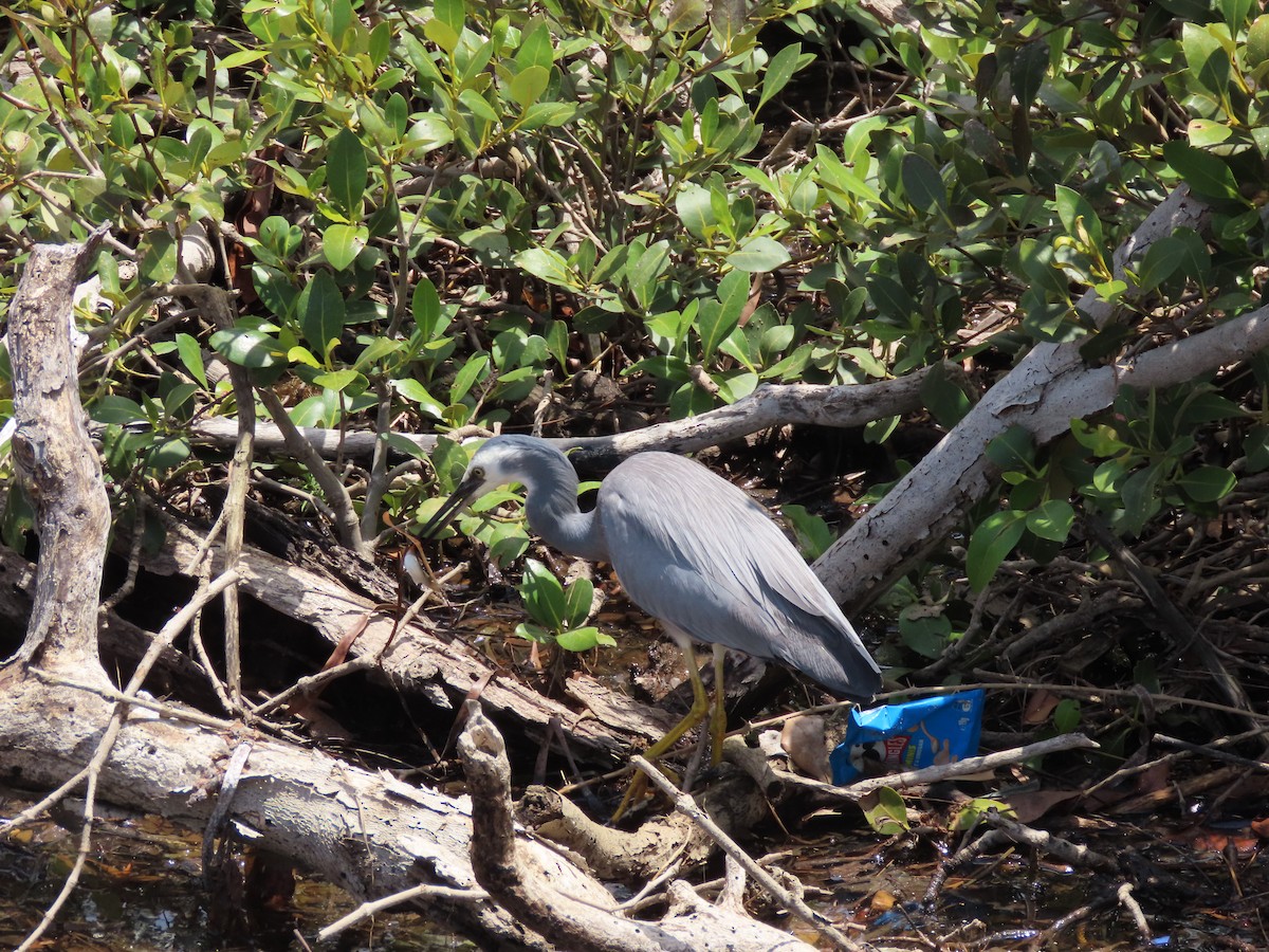 White-faced Heron - ML646681630