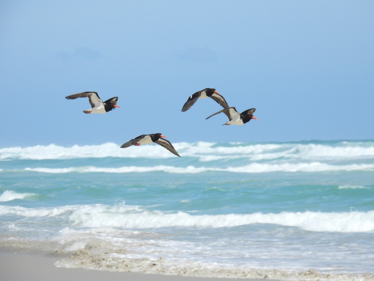 Pied Oystercatcher - ML646681633