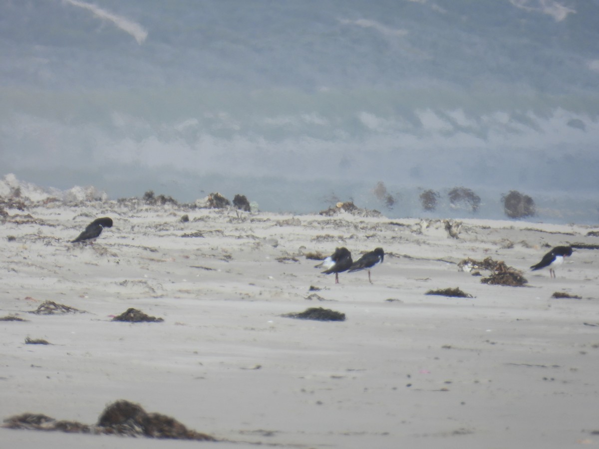 Avustralya Poyrazkuşu - ML646681634