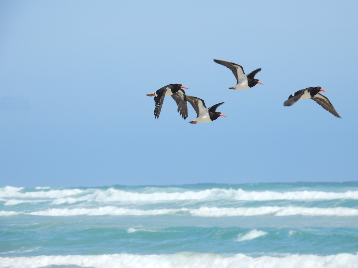 Pied Oystercatcher - ML646681635