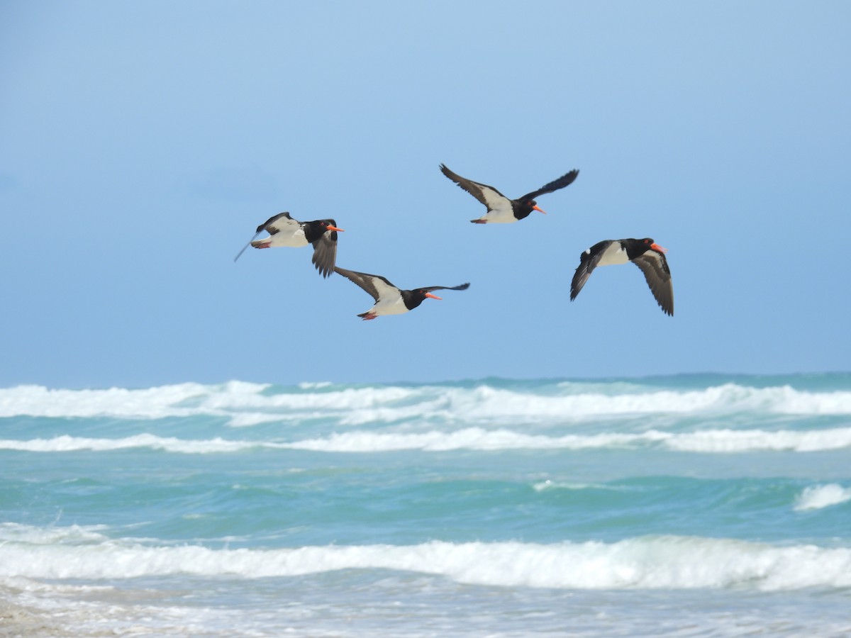Pied Oystercatcher - ML646681636