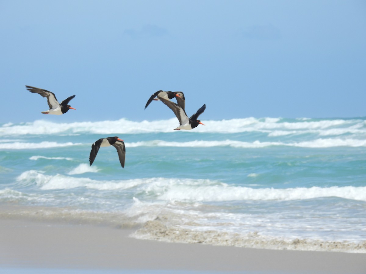 Avustralya Poyrazkuşu - ML646681637