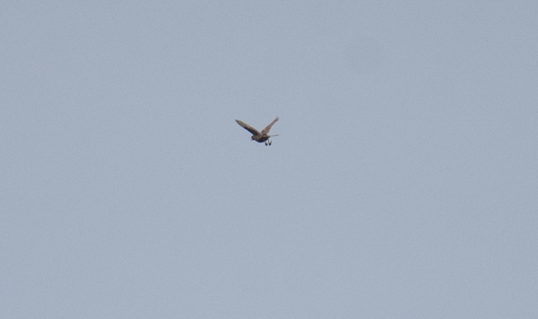 Brown Songlark - ML646681638