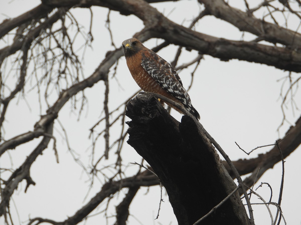 Buse à épaulettes - ML646681639
