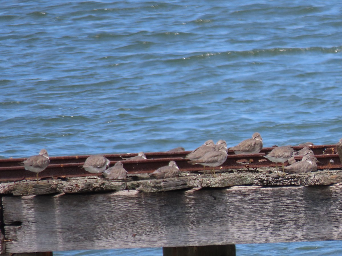 Gri Sırtlı Düdükçün - ML646681647