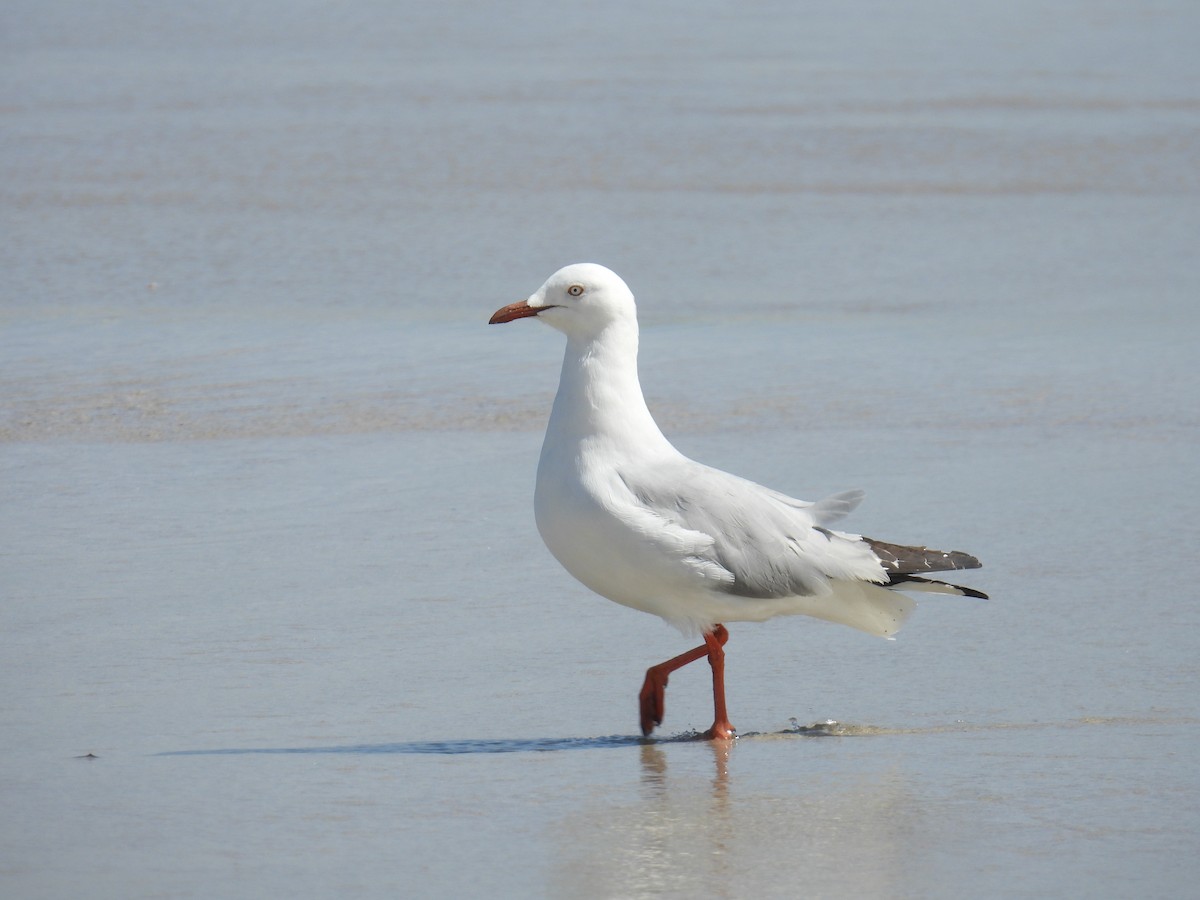 Avustralya Martısı - ML646681648