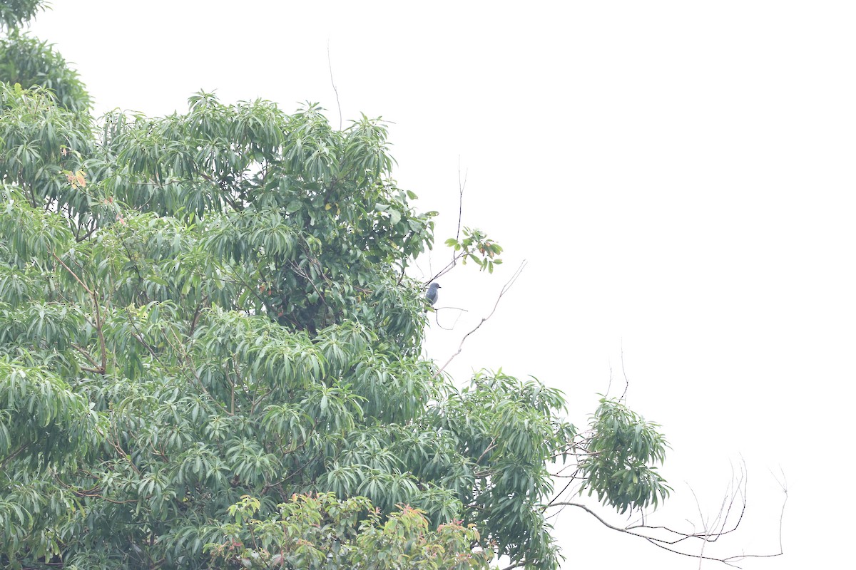 Kül Rengi Drongo - ML646681649