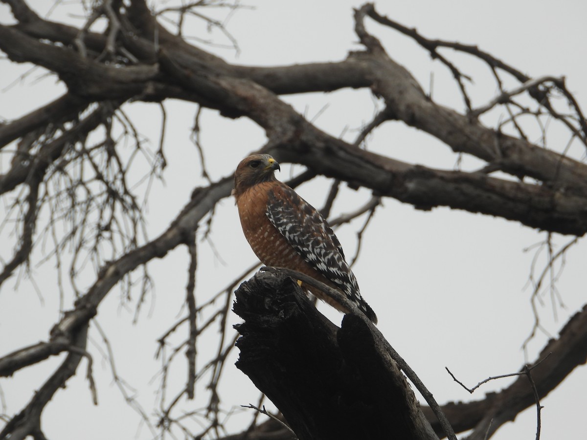 Kızıl Omuzlu Şahin - ML646681650