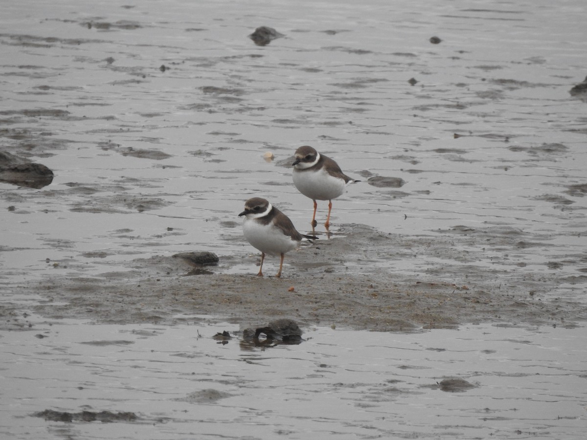 Halkalı Cılıbıt - ML646681652