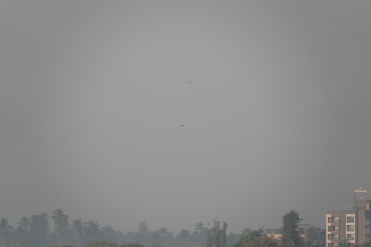 Çizgili Gerdanlı Kırlangıç - ML646681653