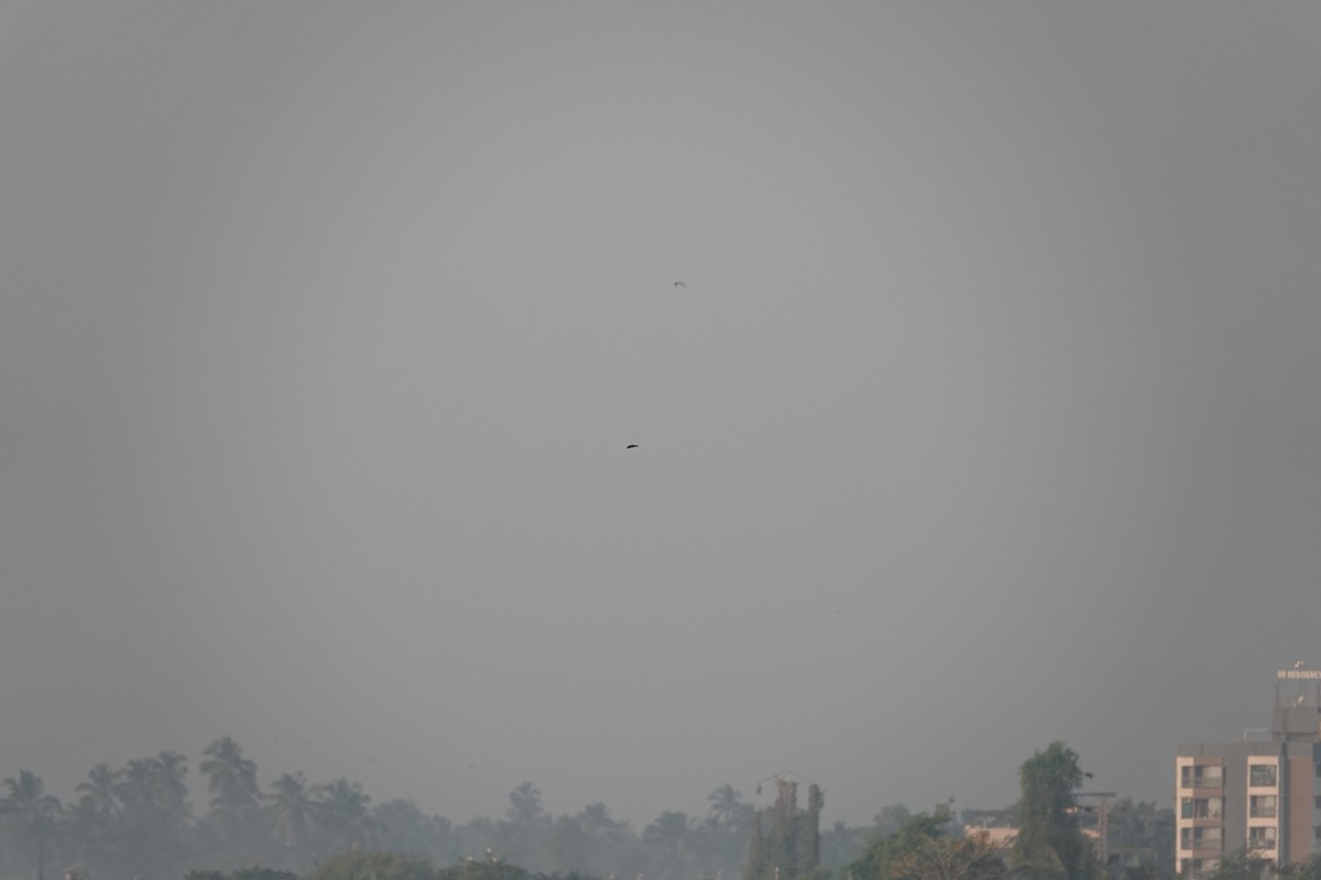 Çizgili Gerdanlı Kırlangıç - ML646681654