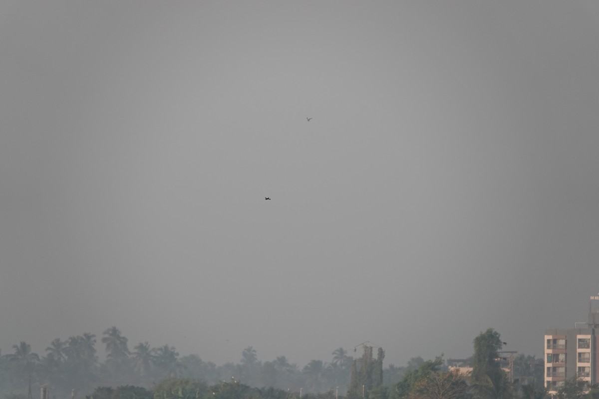 Çizgili Gerdanlı Kırlangıç - ML646681656