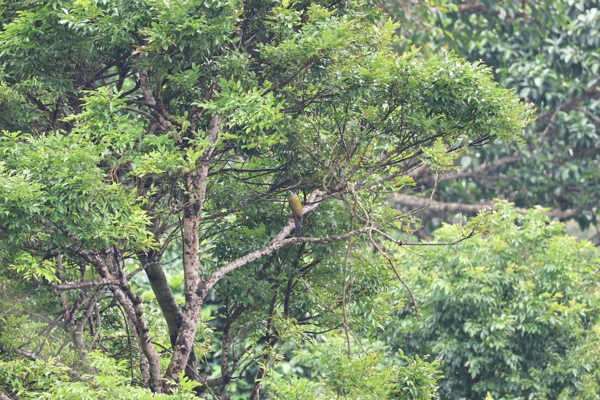 Karnı Çizgili Ağaçkakan - ML646681657