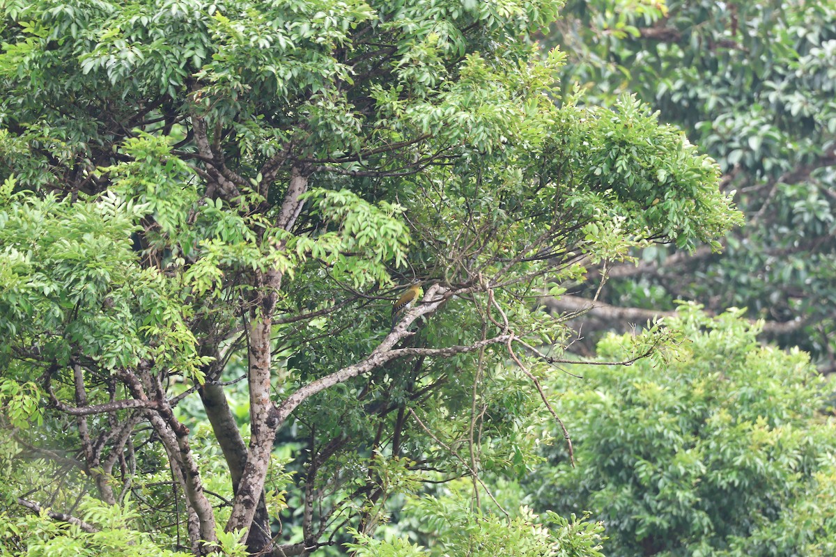 Karnı Çizgili Ağaçkakan - ML646681658