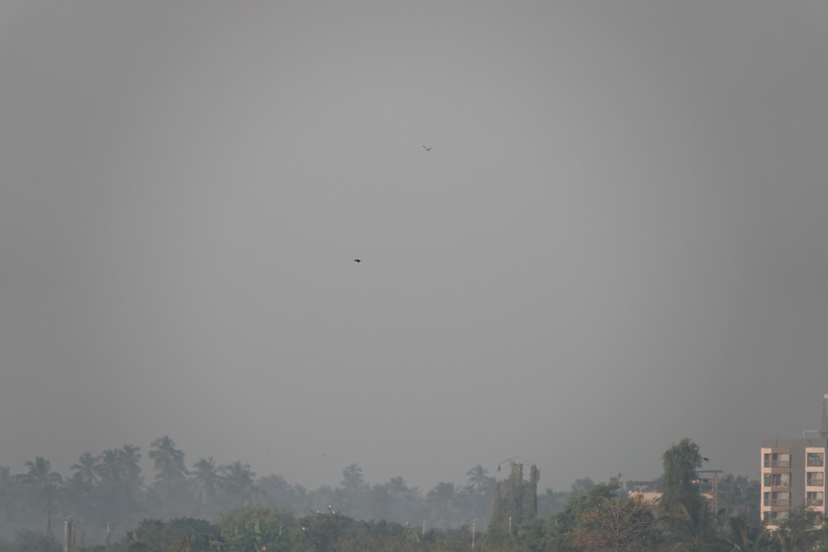 Çizgili Gerdanlı Kırlangıç - ML646681659