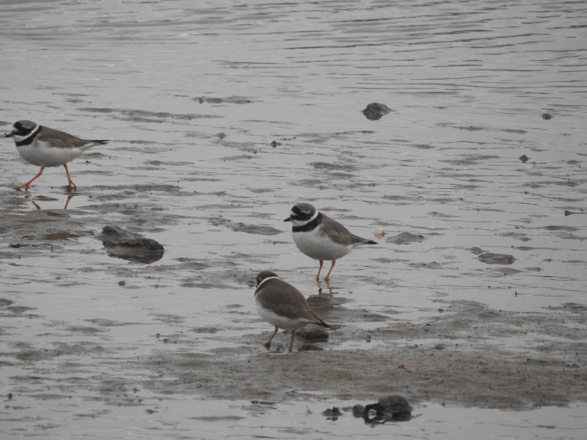 Halkalı Cılıbıt - ML646681660