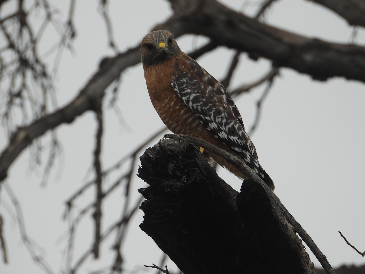 Kızıl Omuzlu Şahin - ML646681662