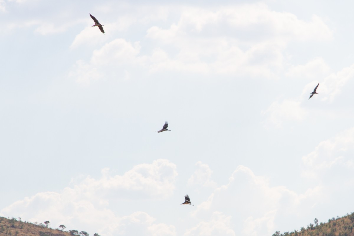 Marabu - ML646681665