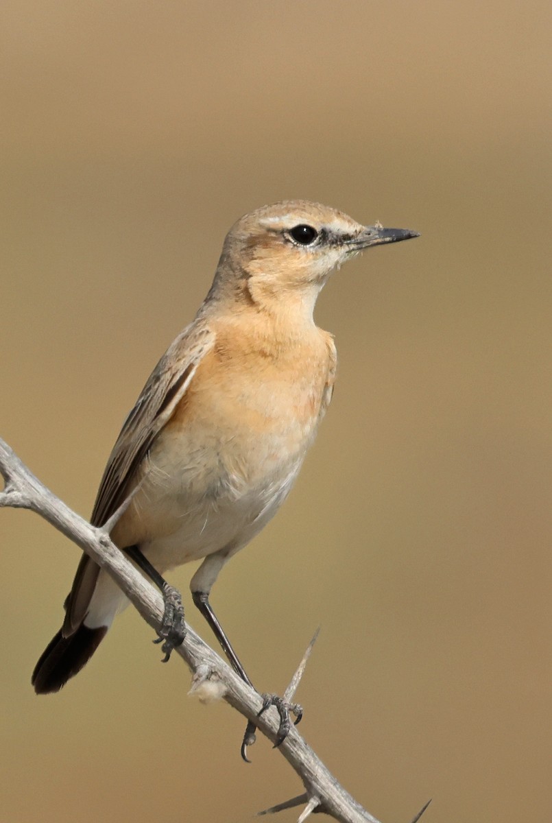 Boz Kuyrukkakan - ML646681666