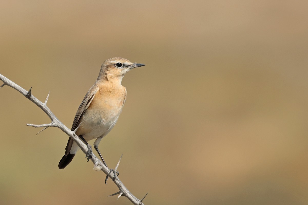 Boz Kuyrukkakan - ML646681667