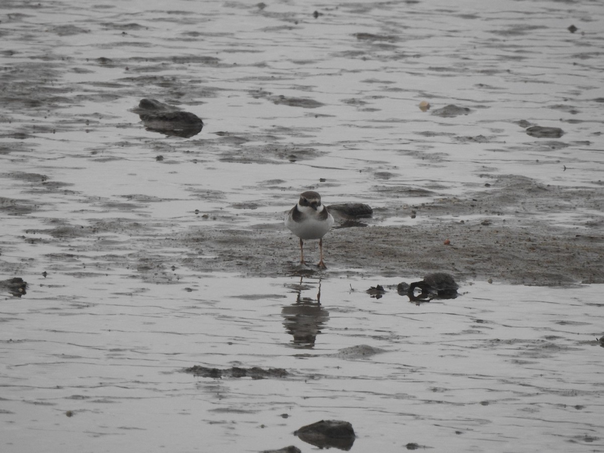 Halkalı Cılıbıt - ML646681669