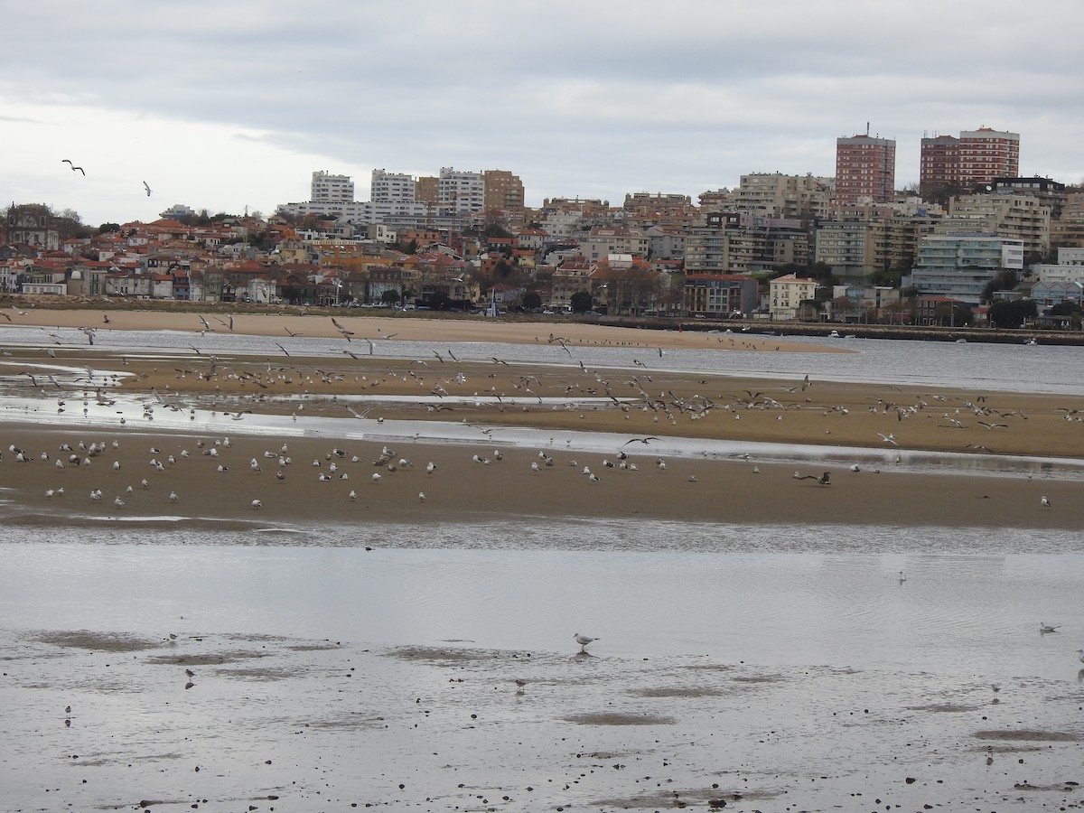 Kara Sırtlı Martı - ML646681670